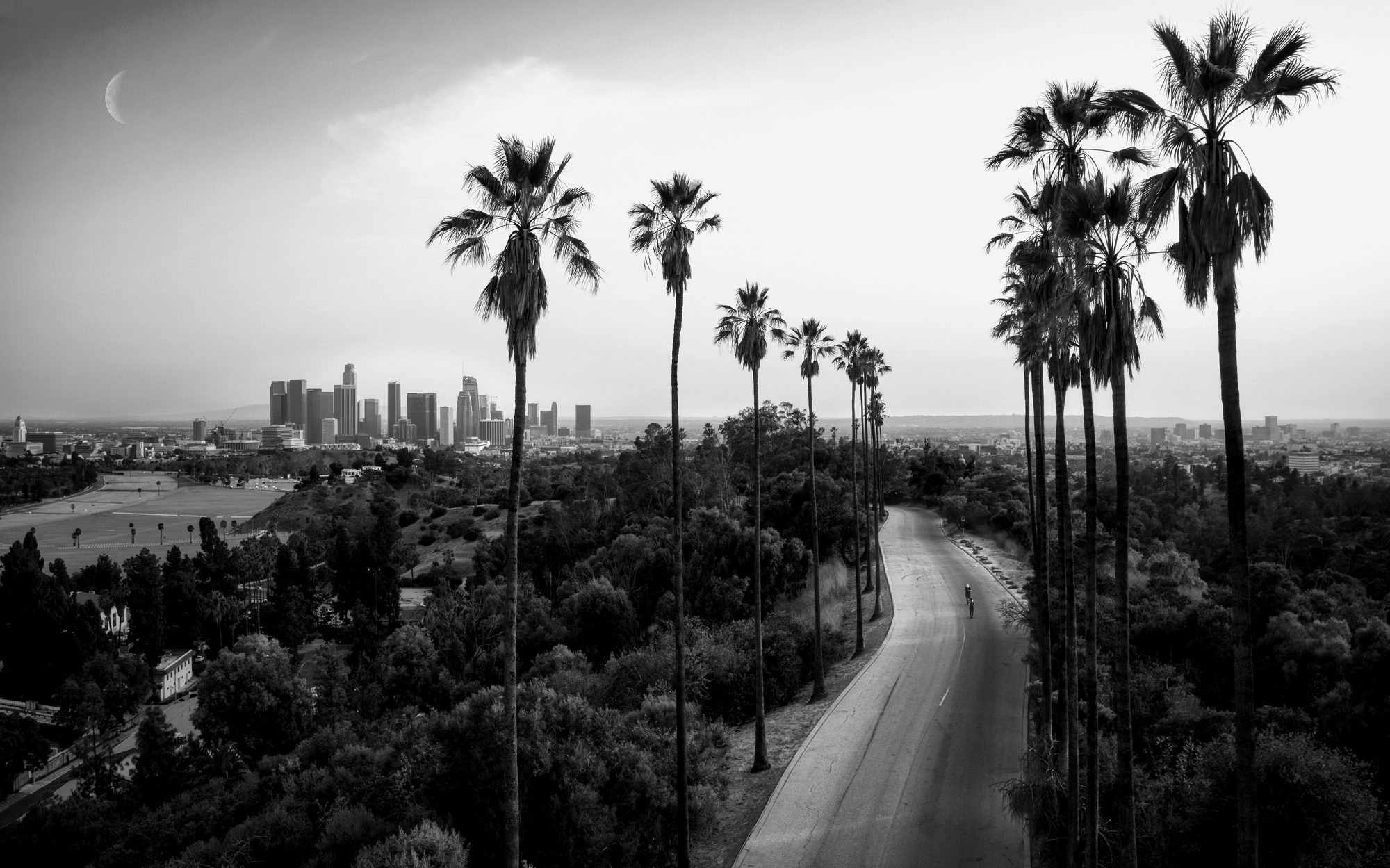 Palm-lined road above downtown Los Angeles at dusk